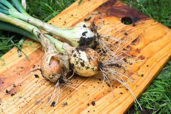 Nygrävda Lök Lökar Trä Skärbräda — Stockfoto