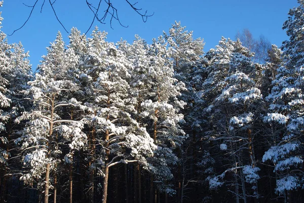 Árvores Dia Ensolarado Inverno Após Queda Neve Pesada — Fotografia de Stock