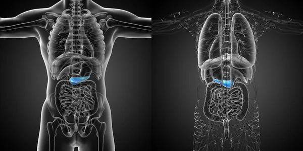 Renderização Ilustração Médica Pâncreas — Fotografia de Stock