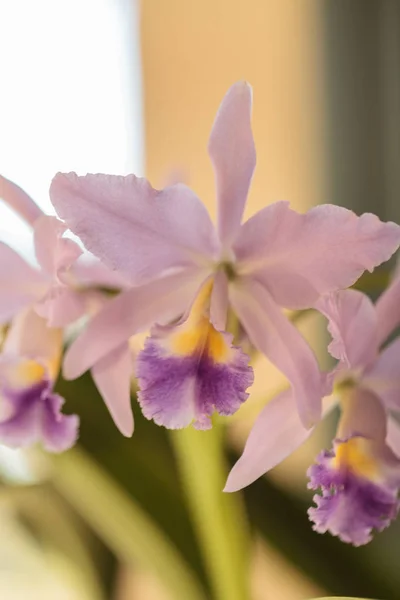 Cattleya Orchideenblume Blüht Sommer Hawaii Einem Botanischen Garten — Stockfoto