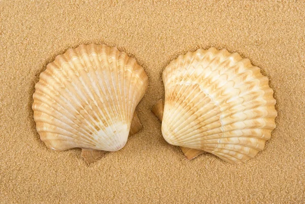 Seashells Złotym Piasku — Zdjęcie stockowe
