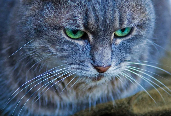 Крупним Планом Зеленому Коті — стокове фото