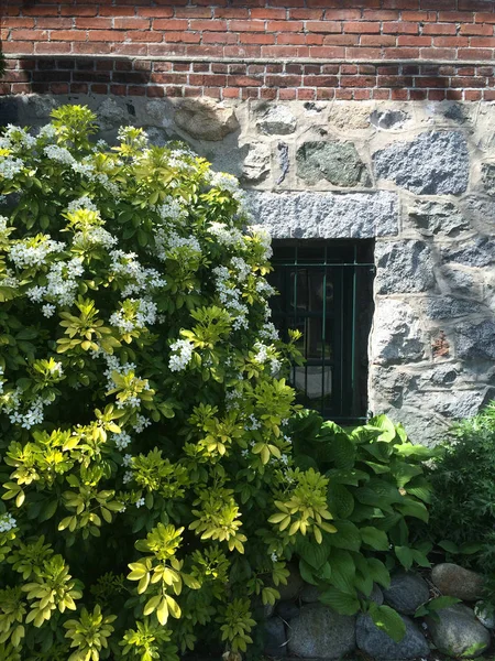 Цветочный Зеленый Куст Рядом Каменной Стеной Наружным Окном Кирпичного Здания — стоковое фото