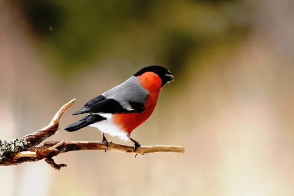 Eurasian Bullfinch Dompap Bird Tree — Stock Photo, Image