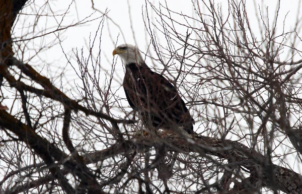Skallig Örn Foto Taget Vid Lower Klamath National Wildlife Refuge — Stockfoto