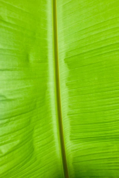 Détail Feuille Bananefeuille Banane Verte — Photo