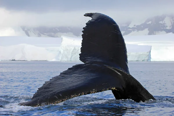 Coda Megattera Mostrando Immersione Penisola Antartica — Foto Stock
