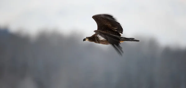 Flying Bald Eagle Haliaeetus Leucocephalus — Stock Photo, Image