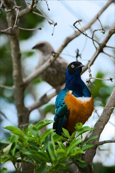 Colourful Bird Superb Starling Sits Branch Bright Blue Green Background — Stock Photo, Image