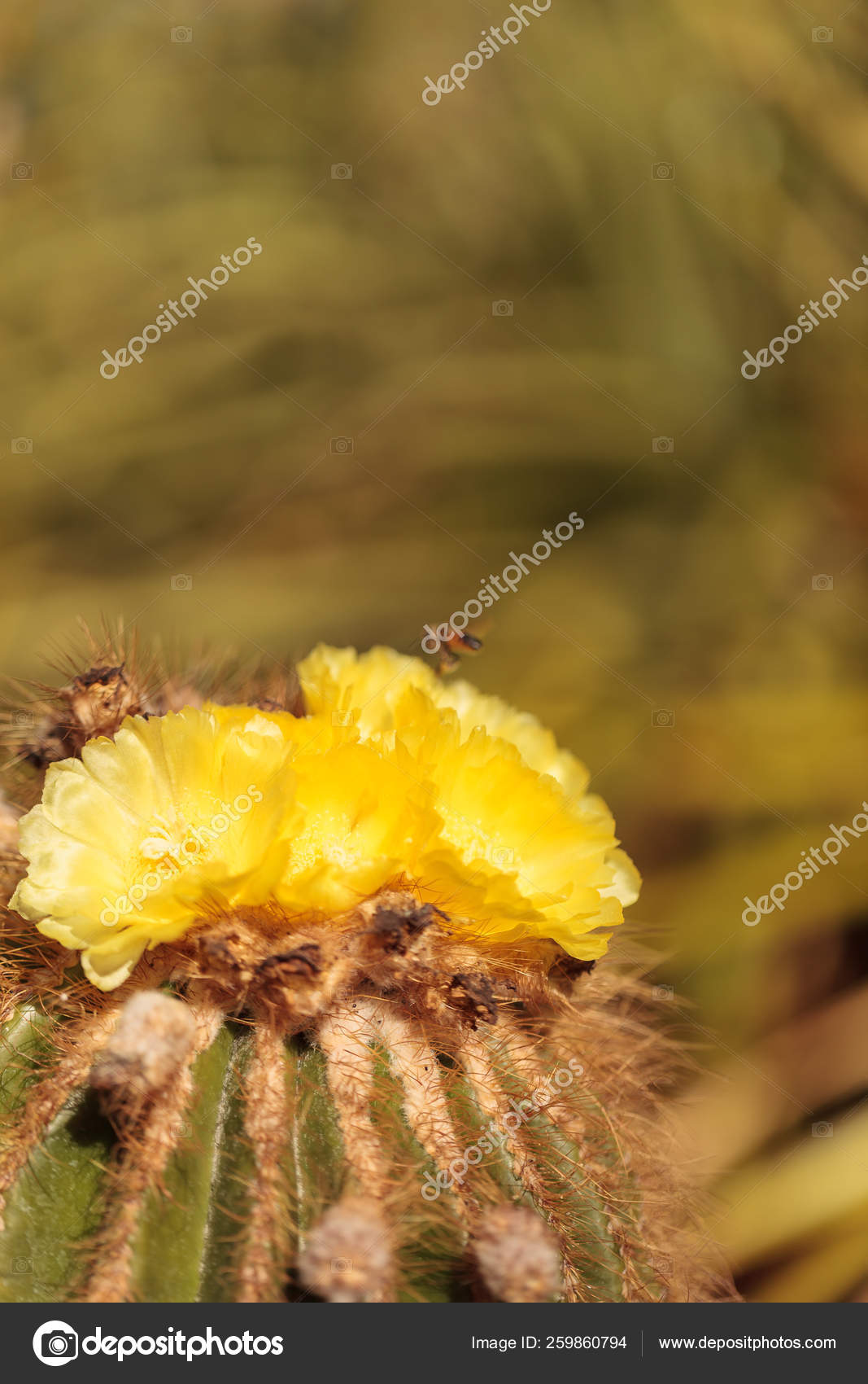 Flor Cacto Amarelo Notocactus Warasii Floresce Deserto Brasil — Fotografias  de Stock © YAYImages #259860794