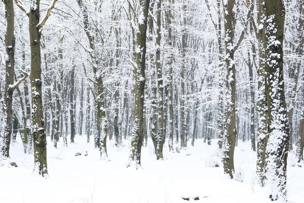 Piękne Zimowe Lasu Drogi — Zdjęcie stockowe