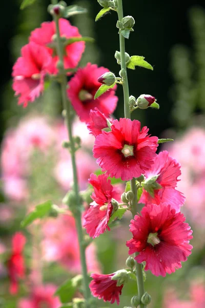 Красиві Квіти Відкритому Повітрі — стокове фото