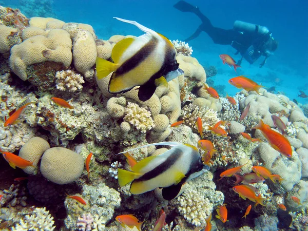 Arrecife Coral Con Peces Mariposa Buzo Fondo Del Mar Tropical —  Fotos de Stock