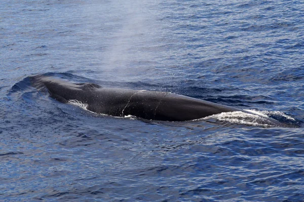 Description: A surfacing Fin Whale ( Balaenoptera physalus) the second largest Animal on the planet after the Blue whale