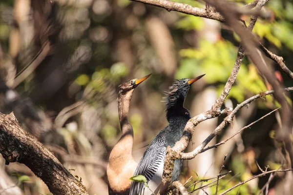 求愛アカトキ鳥と呼ばれるアンヒンガ アンヒンガ Snakebird ナポリ フロリダ州のコーク スクリュー スワンプ自然保護区 — ストック写真