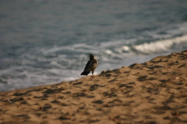 Cuervo Pájaro Pájaro Vuelo Vuelo Animal Primer Plano Horizontal Indiferencia — Foto de Stock