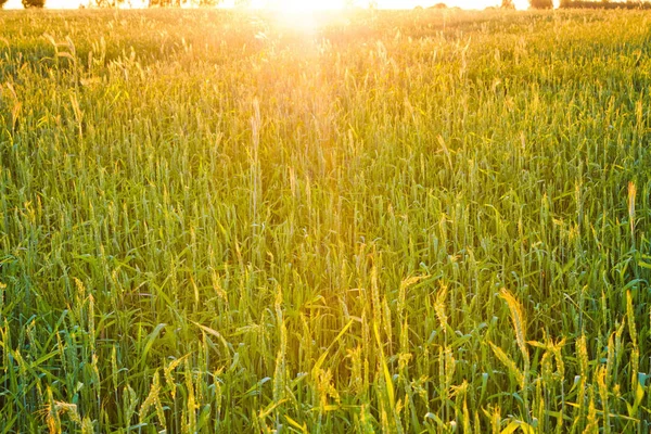Яркий Закат Над Пшеничным Полем — стоковое фото
