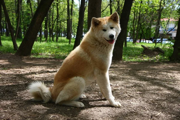 Piękna Kobieta Akita Inu Pozowanie Publicznym Parku — Zdjęcie stockowe