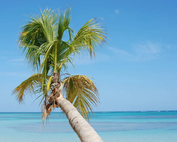 Palm Stranden — Stockfoto