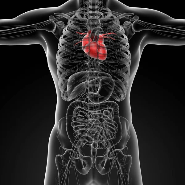 Renderizar Anatomía Del Corazón Humano Vista Frontal — Foto de Stock