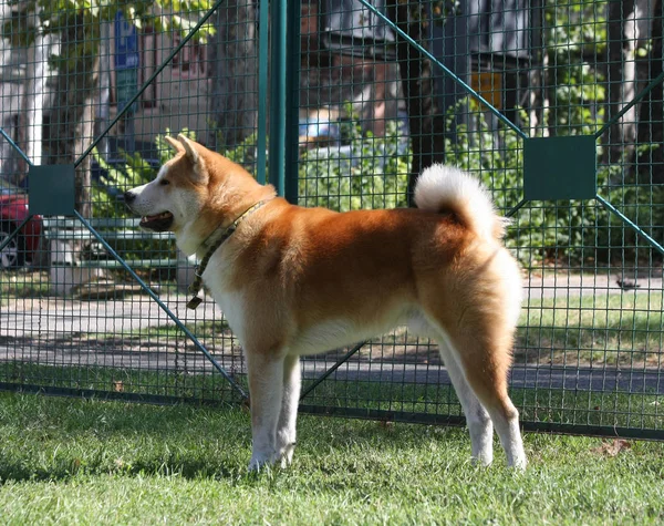 Belo Akita Inu Orgulhosamente Posando Parque Cão — Fotografia de Stock