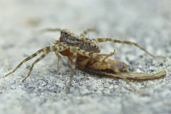 Pók Vadon Termő Természet Closeup — Stock Fotó