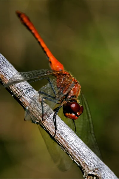 Libélula Roja Salvaje Una Rama Madera Arbusto —  Fotos de Stock