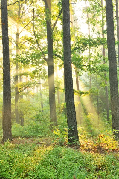 Vacker Gryning Höstlig Skog — Stockfoto