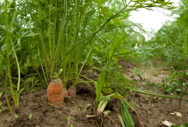 Brote Perspectiva Del Suelo Pocas Zanahorias Creciendo Campo — Foto de Stock