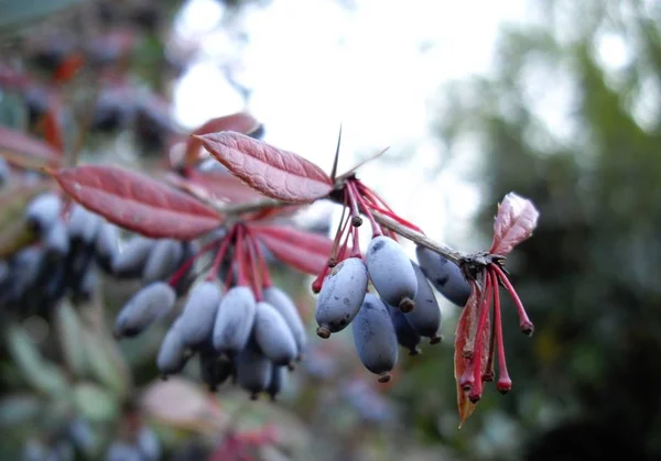 Berries Barberry Branch — Stock Photo, Image