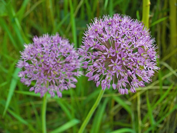 Flores Allium Púrpura Creciendo Jardín Soleado — Foto de Stock