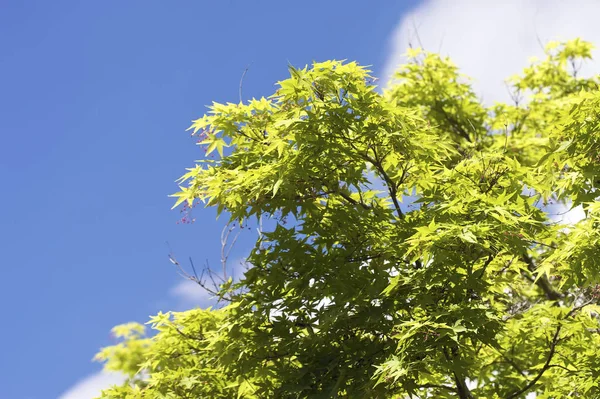 Яскравий Контрастний Знімок Зеленого Листя Під Час Сонячного Дня — стокове фото
