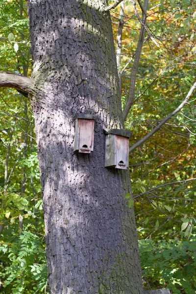 Twee Kleine Vogel Huizen Een Boomstam — Stockfoto