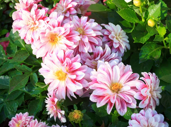 Zbliżenie Kwitnących Różowe Kwiaty Dahlia — Zdjęcie stockowe