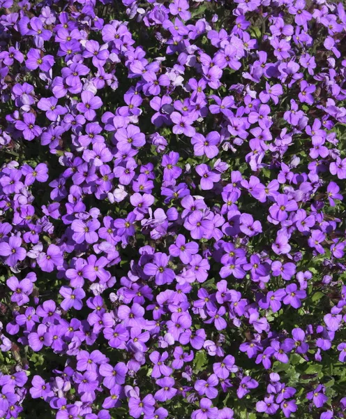Lila Aubretia Növény Mutatja Szépség Virágok — Stock Fotó