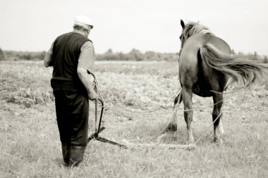 Farmer plowing clayey rows in potato field with horse, Belarus clipart