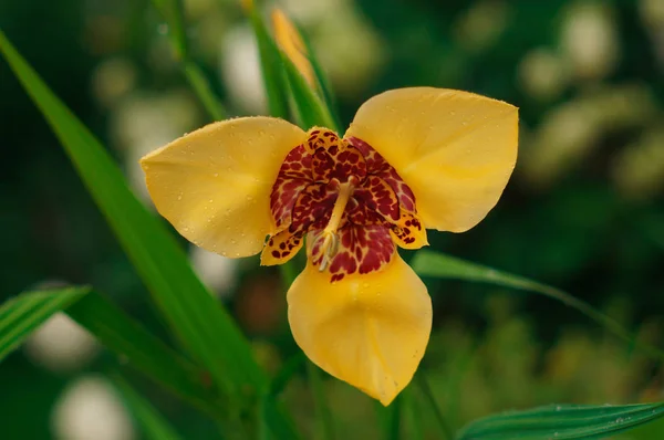 Жовта Квітка Тіґрідія Крупним Планом — стокове фото