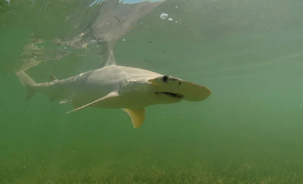 Doğal Yaşam Alanı Okyanusta Yüzmeye Bonnethead Köpekbalığı — Stok fotoğraf