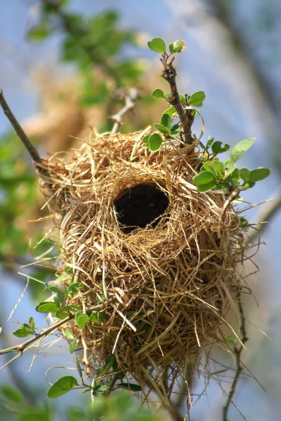 Ptačí Hnízdo Branchs Zelený List Modré Kky — Stockfoto