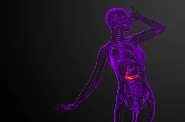Renderizar Ilustração Médica Vesícula Biliar Pancrease Vista Frontal — Fotografia de Stock