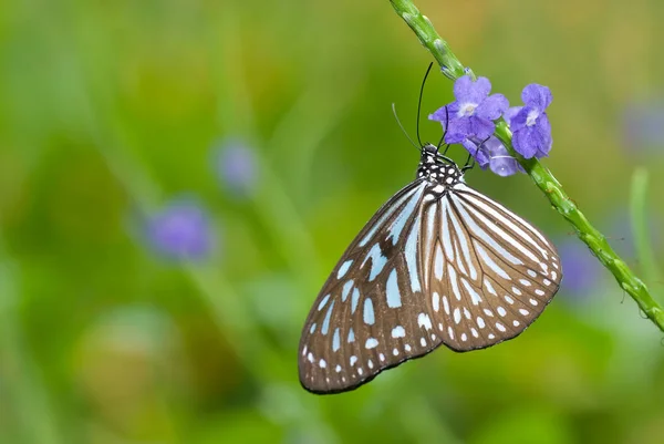 Kék Glassy Tiger Ideopsis Vulgaris Macrina Közös Snakeweed Virágokra Stachytarpheta — Stock Fotó