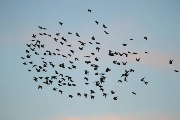 Nombreux Oiseaux Dans Leur Habitat Naturel Série Nature — Photo