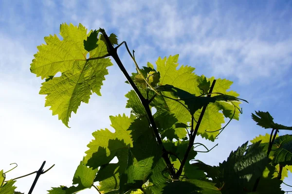 Vine Verlaat Rug Licht — Stockfoto