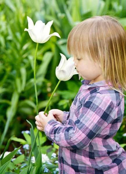 Petite Fille Sentant Tulipe Blanche Dans Jardin — Photo