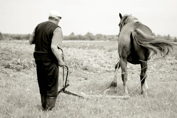 Farmer Plowing Clayey Rows Potato Field Horse Belarus — Stock Photo, Image