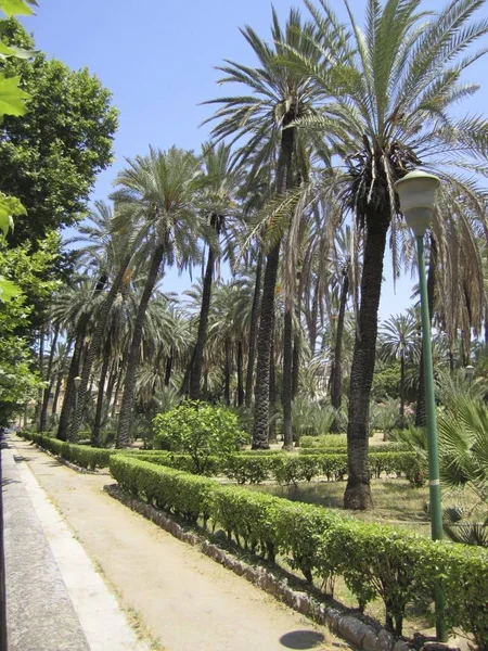 Groene Bomen Het Park — Stockfoto