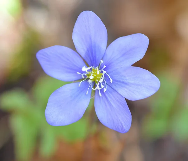 Schöne Blume Auf Hintergrund Nahaufnahme — Stockfoto