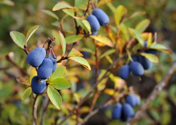 Bog Bilberry Northern Bilberry Green Background Vaccinium Uliginosum — Stock Photo, Image