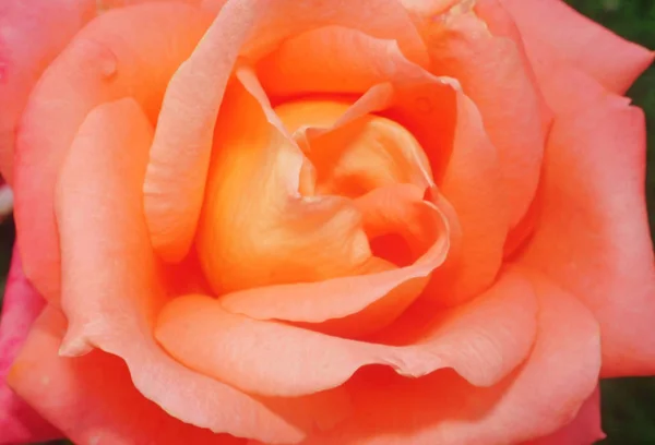 Piękny Kwiat Światła Róża Różowy Szczegół Jako Tło — Zdjęcie stockowe