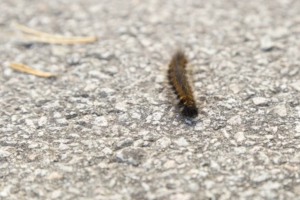 Orange and Black Fox Moth Caterpillar close up.